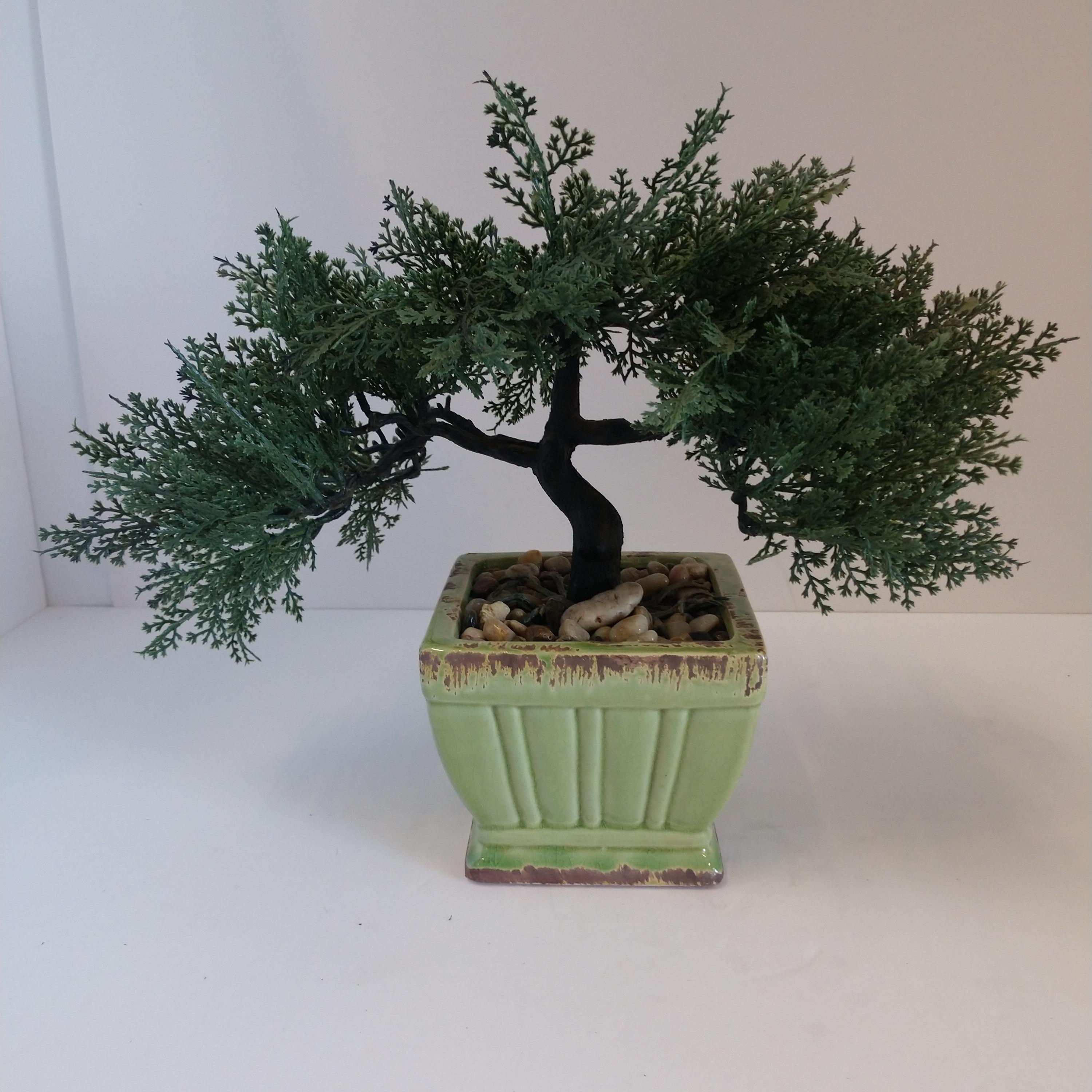 Bonsai Tree