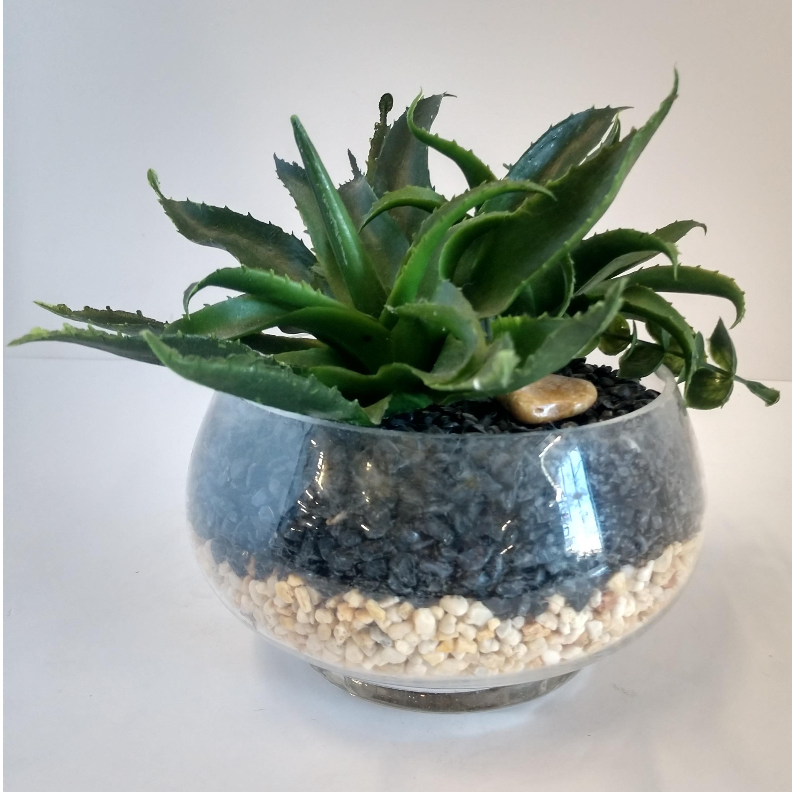 Succulent 