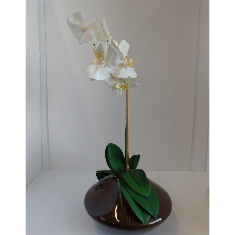 Orchid Plant