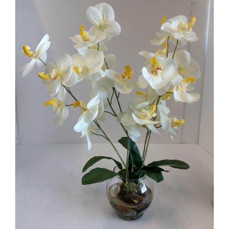 Orchid Plant