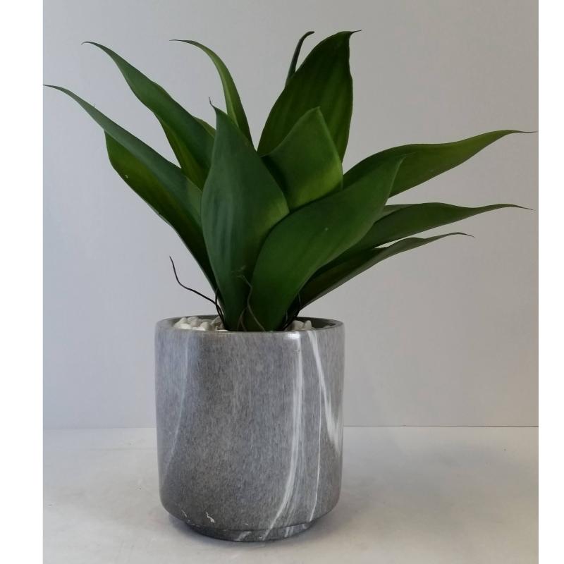 Table Plant