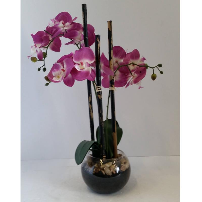 Orchid Plant