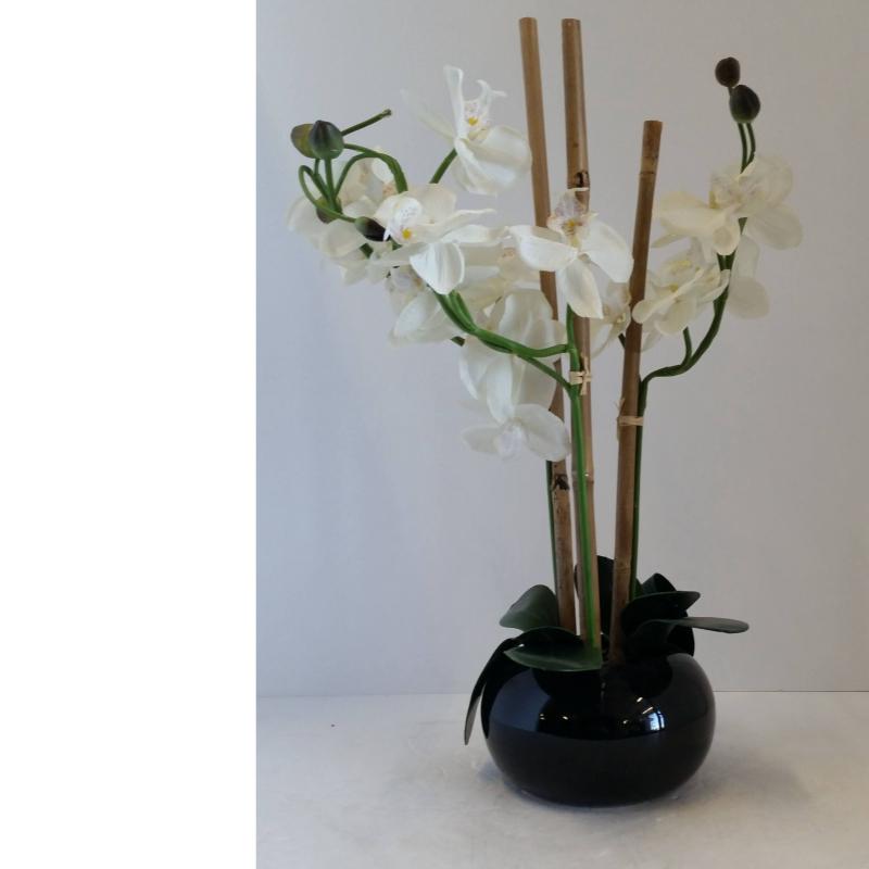 Orchid Plant