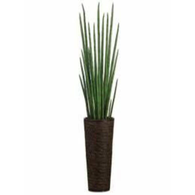 Snake Grass Plant In Tall Rnd. Base