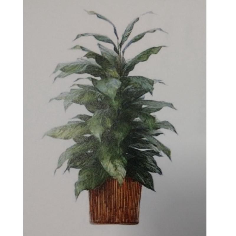 Chinese Evergreen Plant In Bamboo Base