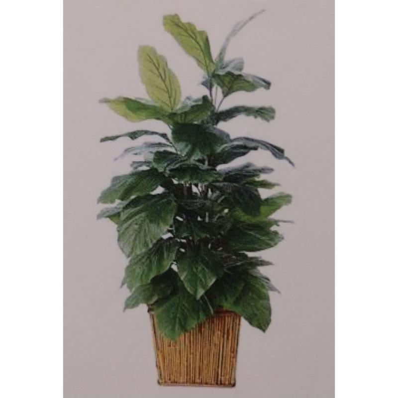 Philodenfron Plant In Sq. Bamboo Base