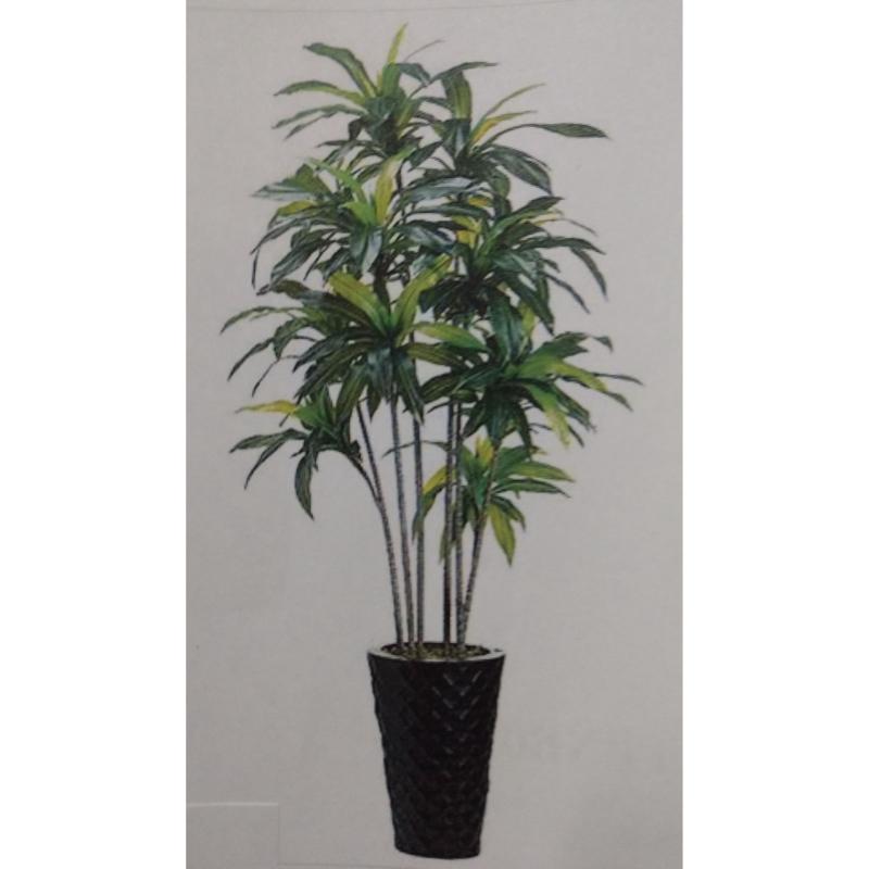 Dracaena In Rnd. Base