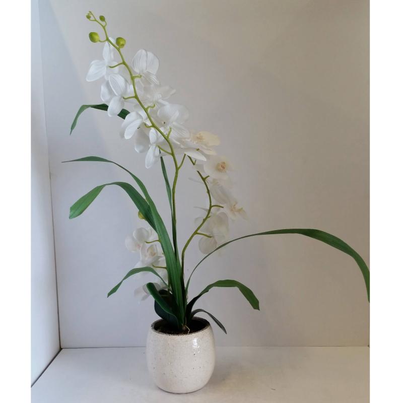 Orchid Plant