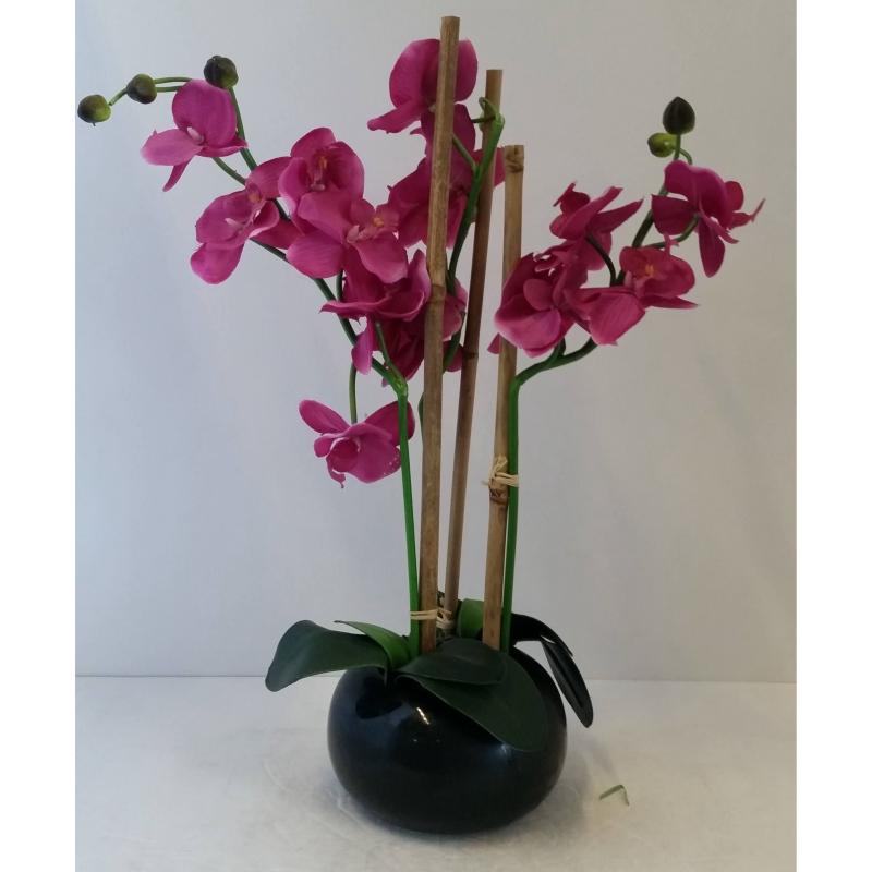 Orchid Plant