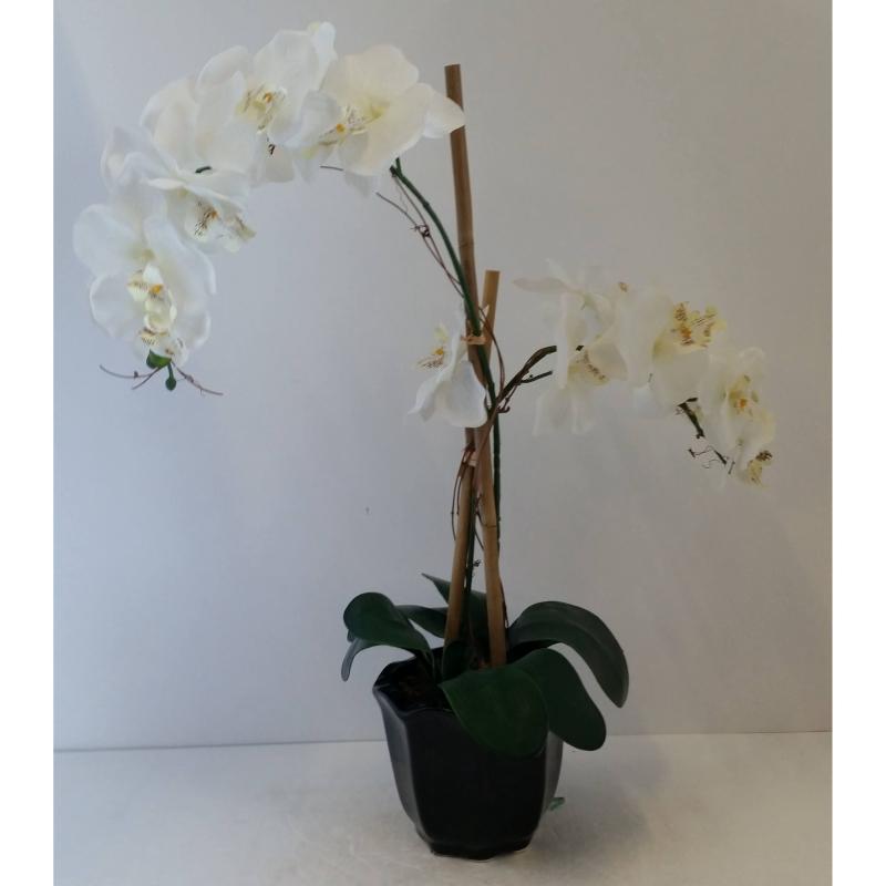 White Orchid Plant