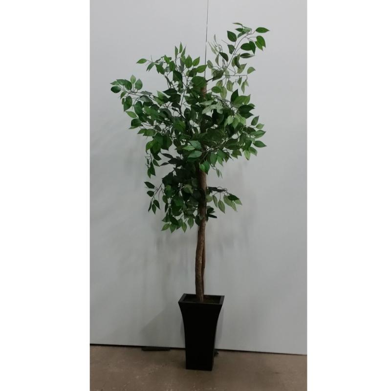 Ficus Tree In Sq. Base