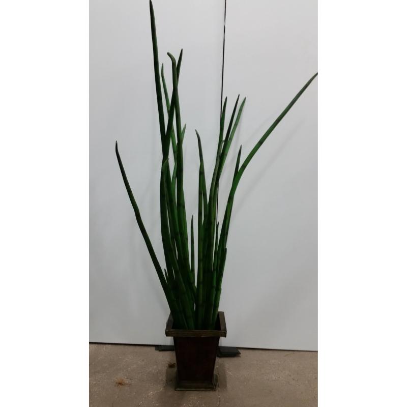 Snake Grass Plant In Sq. Base