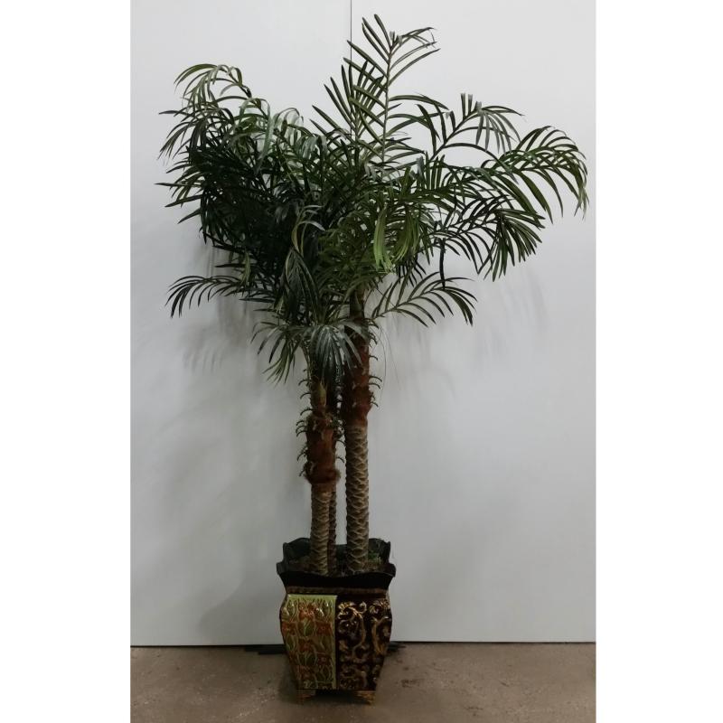Palm Tree In Sq. Base
