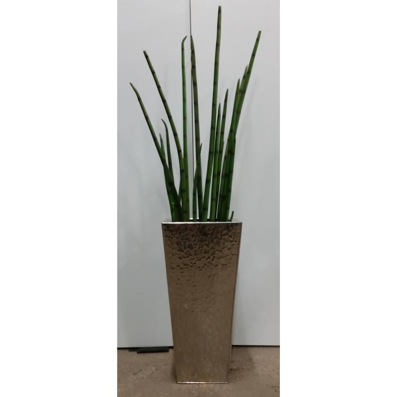 Snake Grass Plant In Tall Sq. Metal Base