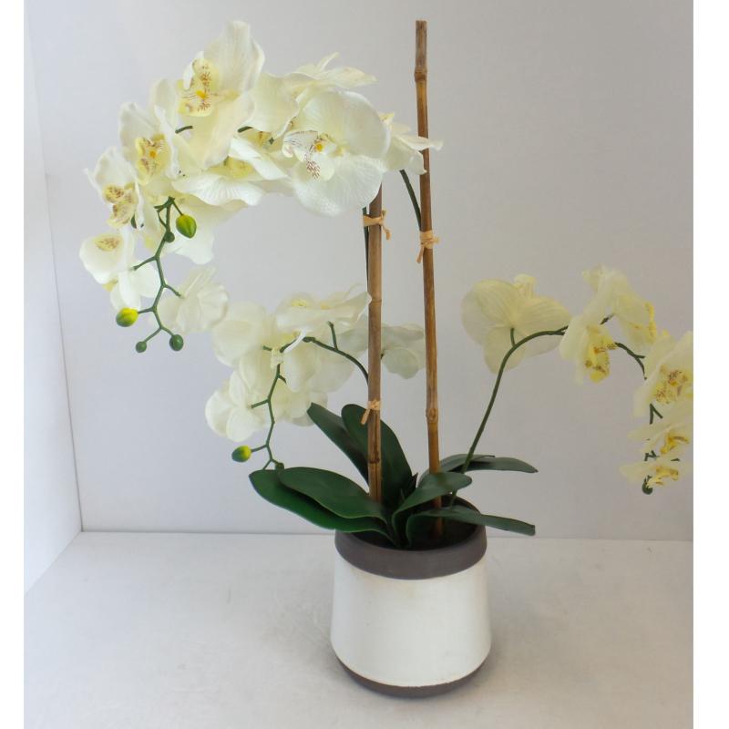 Orchid In Gray & White Pot