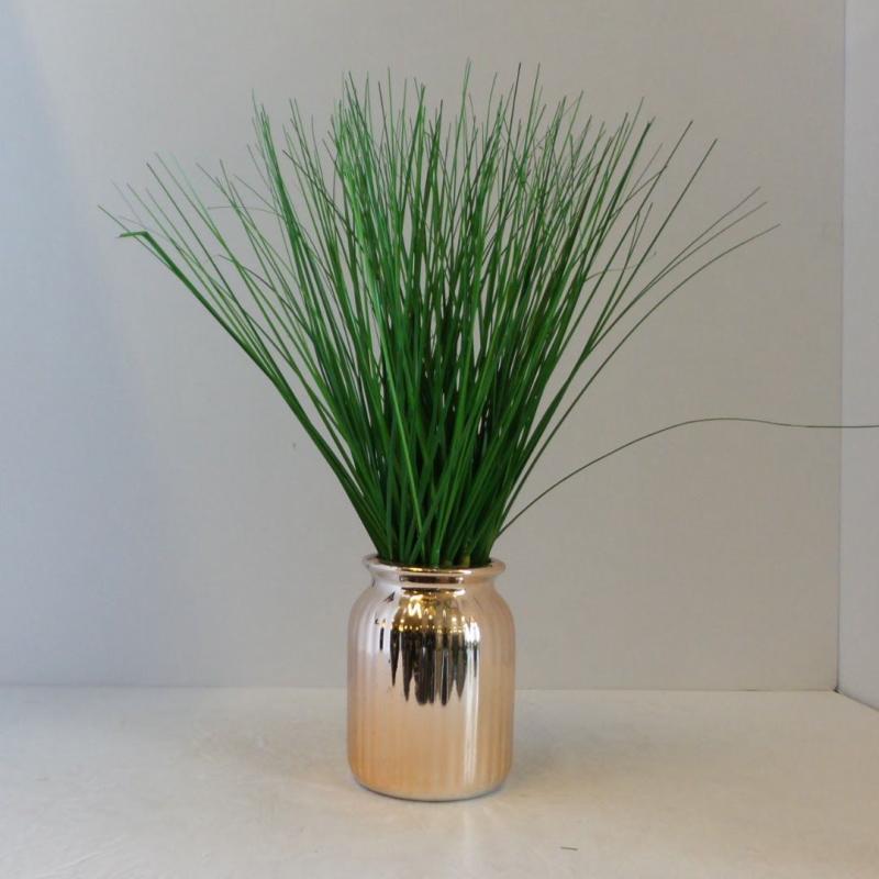 Grass Plant