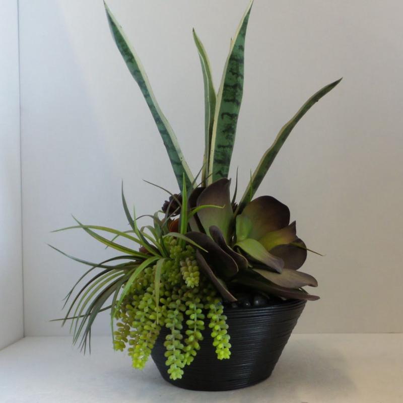 Potted Succulents