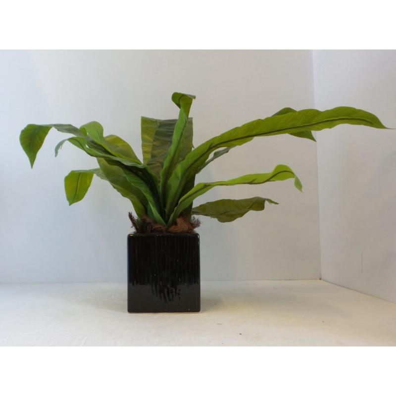 Leafy Table Plant
