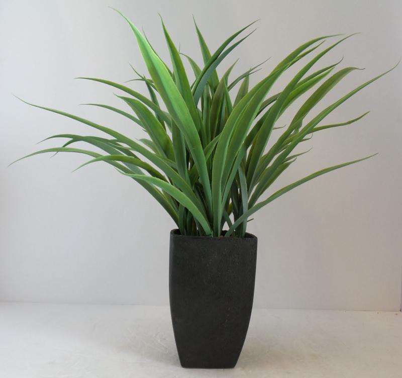 Table Plant