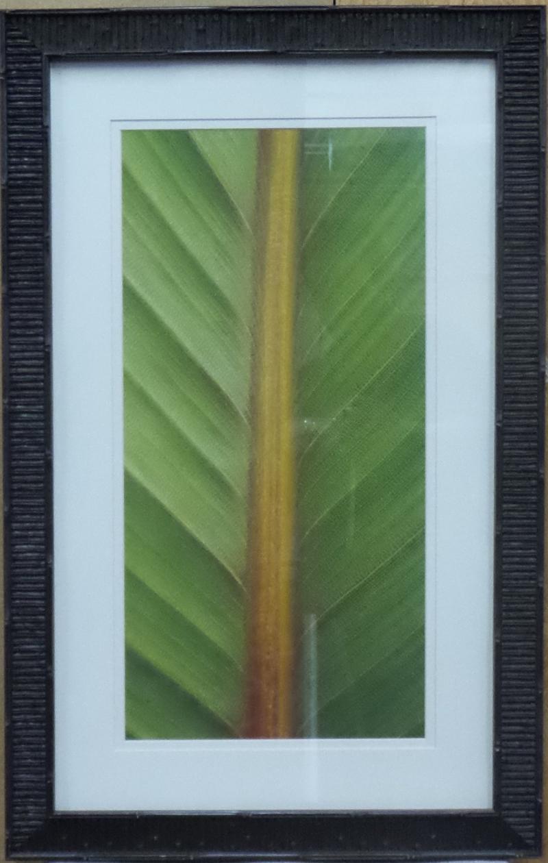 Leaves