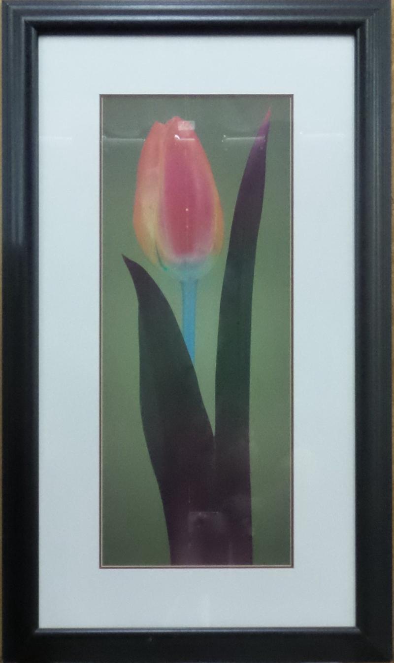 Tulip