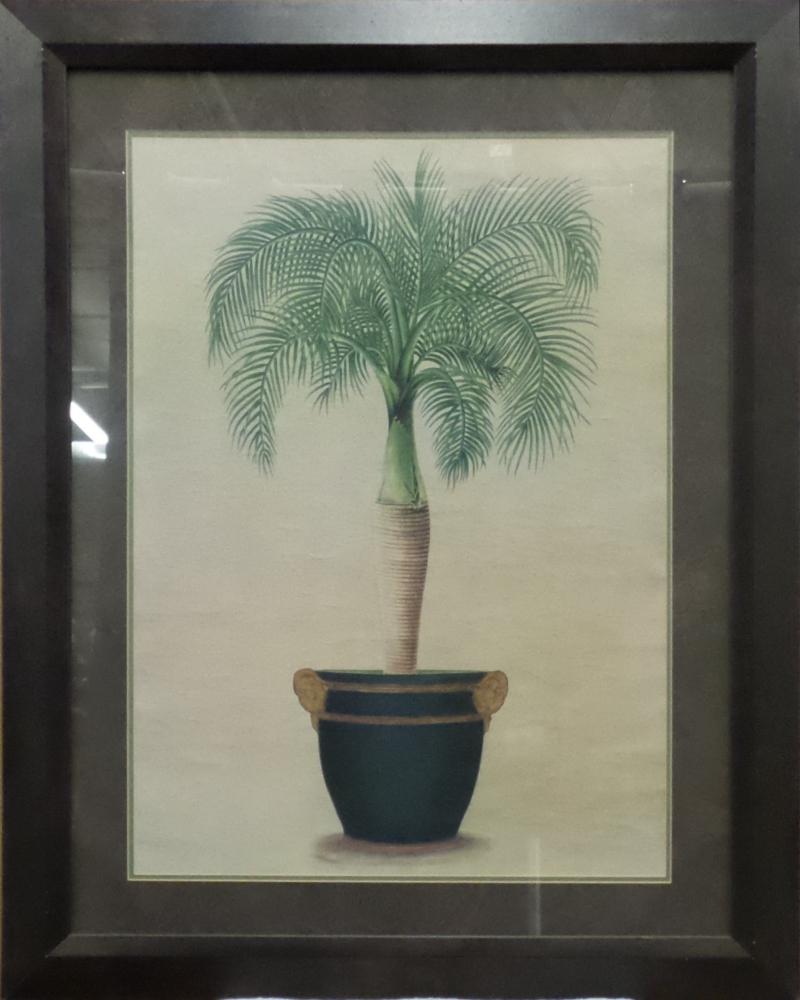 Palm Tree In A Pot