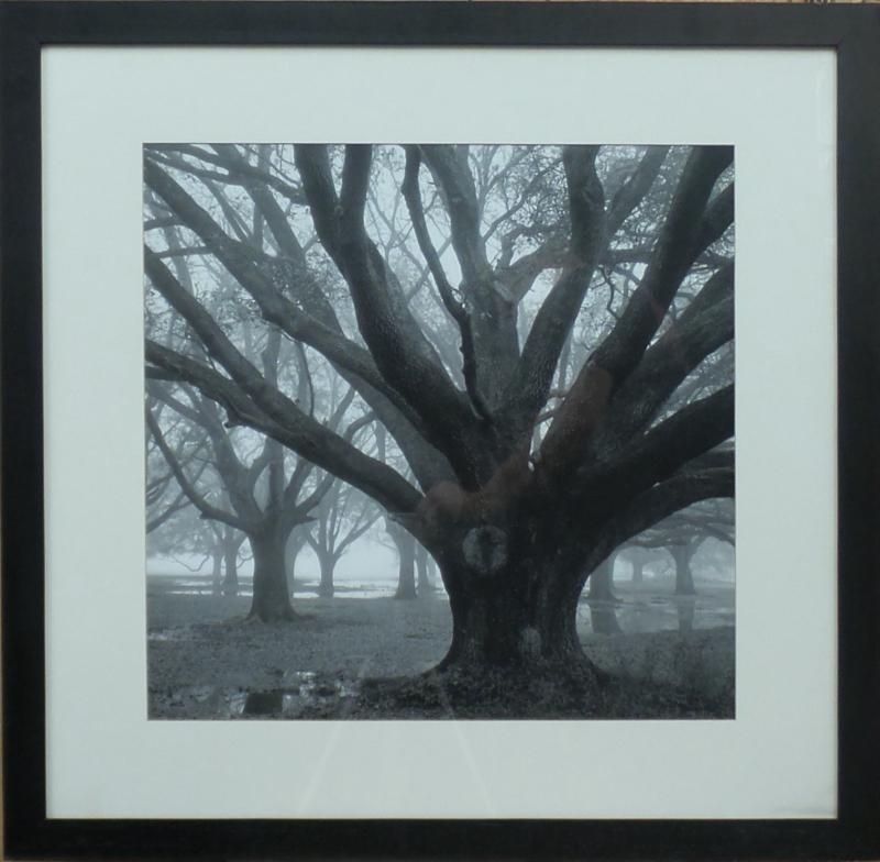 Trees