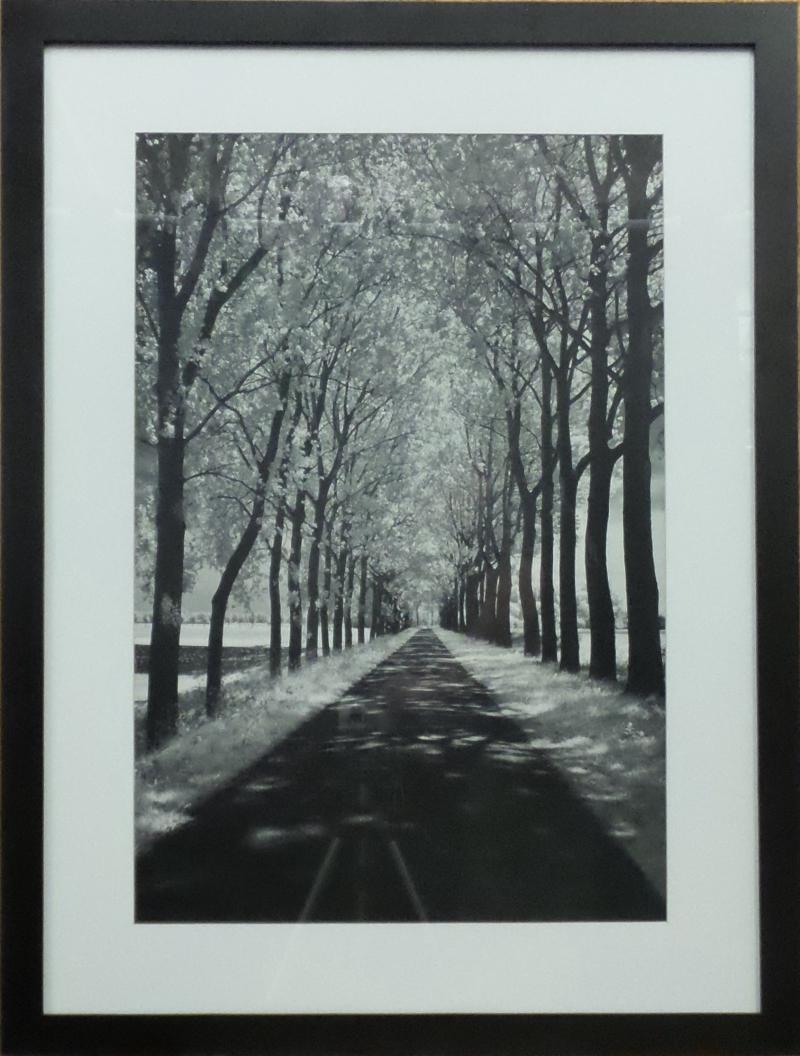 Trees