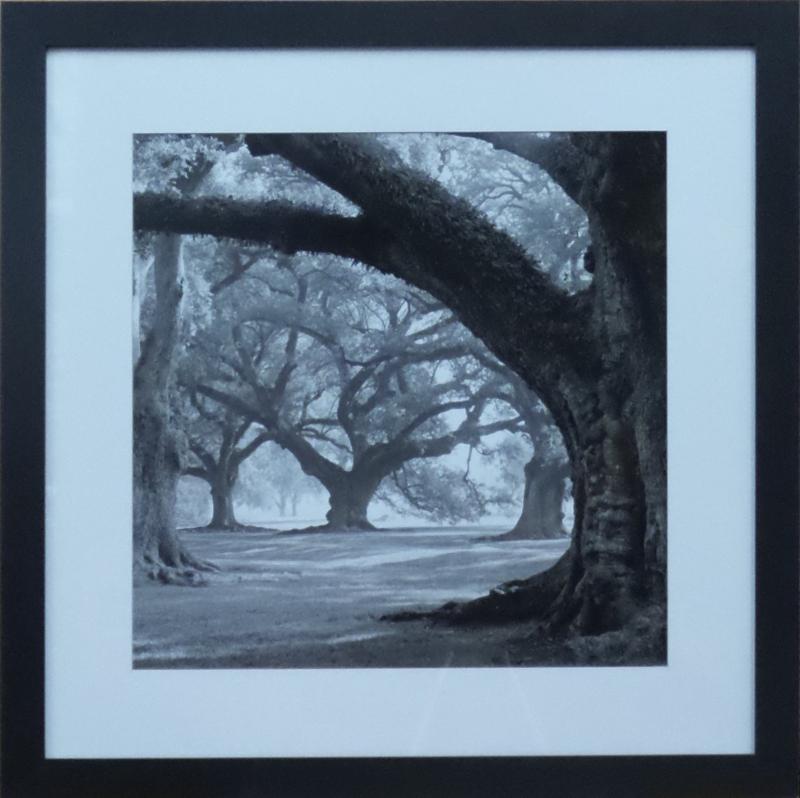 Trees