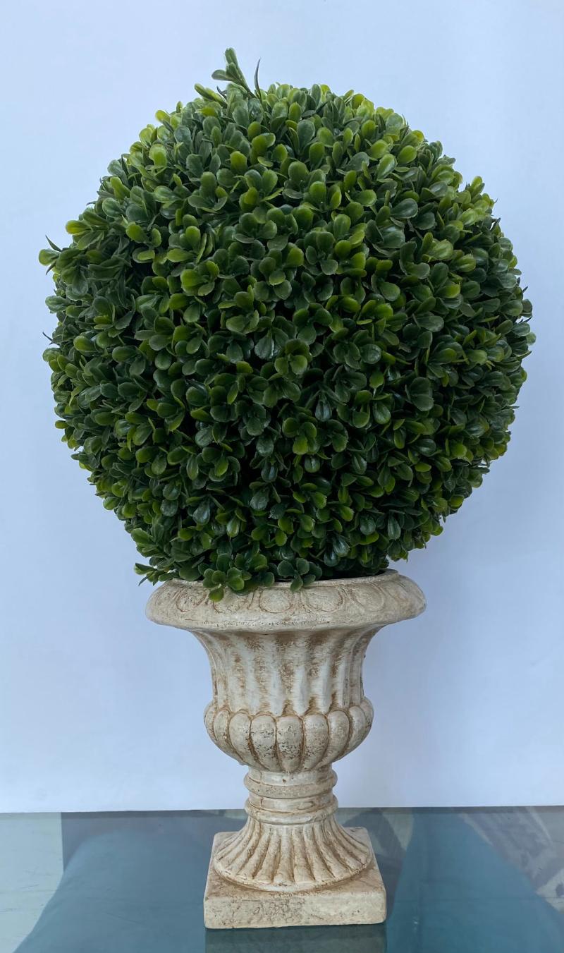 Boxwood 