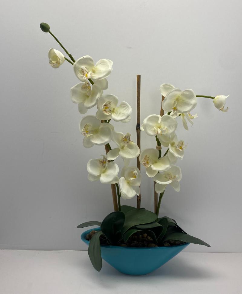 Orchid 