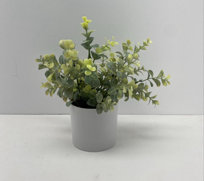 Table Plant