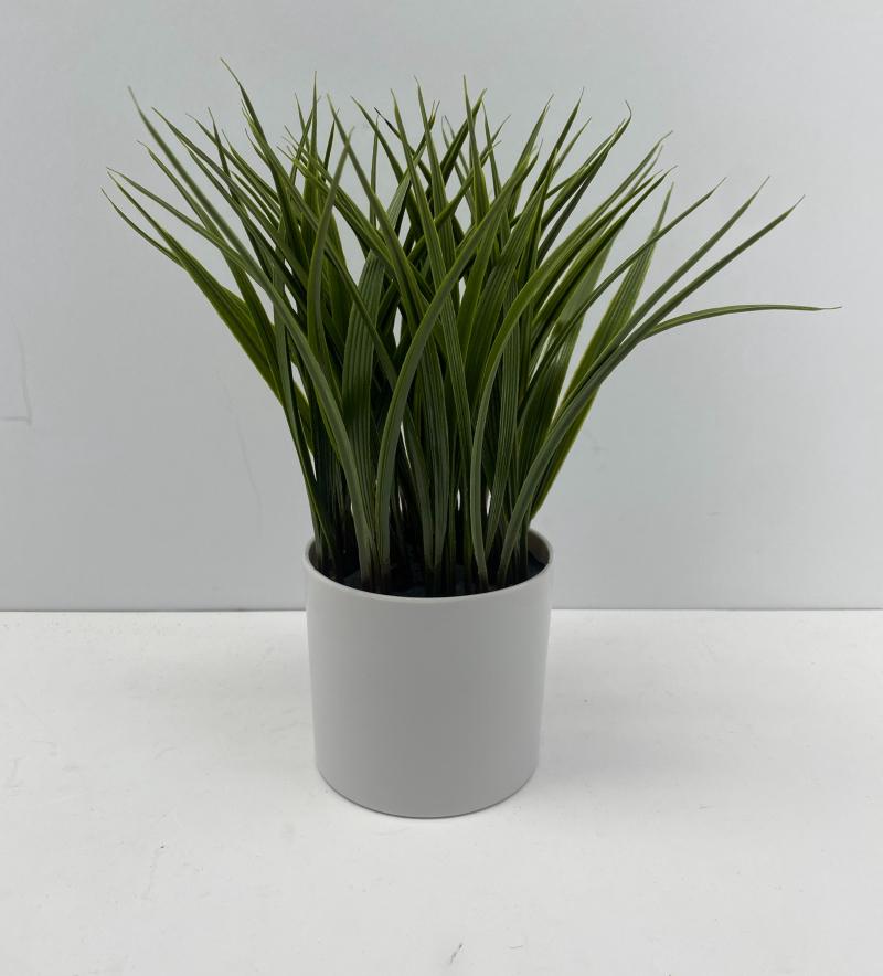 Table Plant