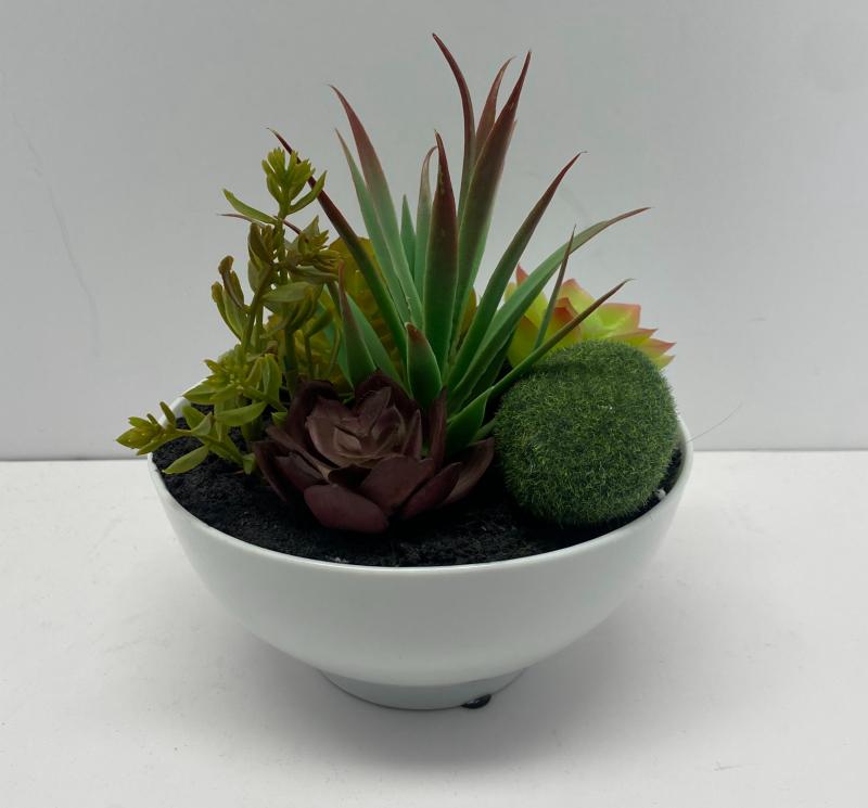 Succulent Arrangement