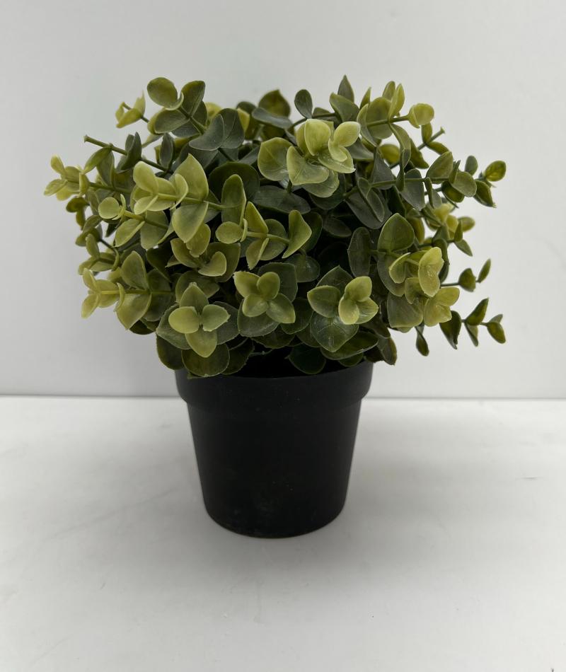 Table Plant