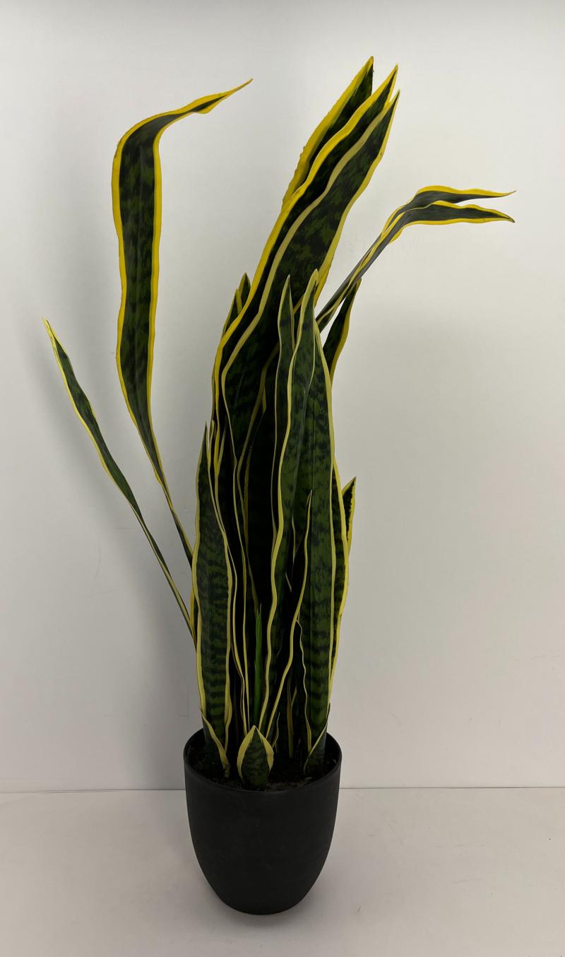 Snake Plant