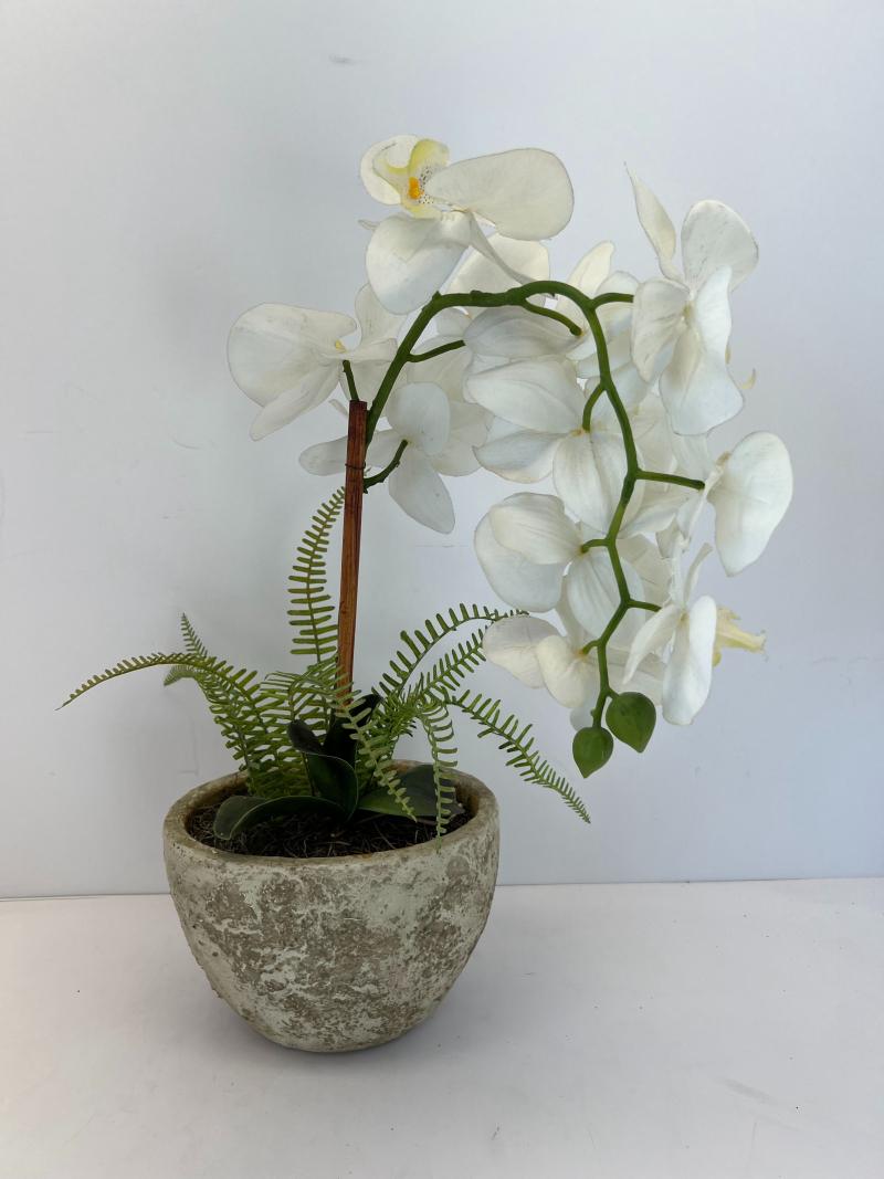 Table Plant Flower