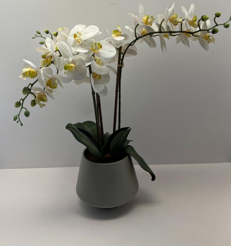 Orchid