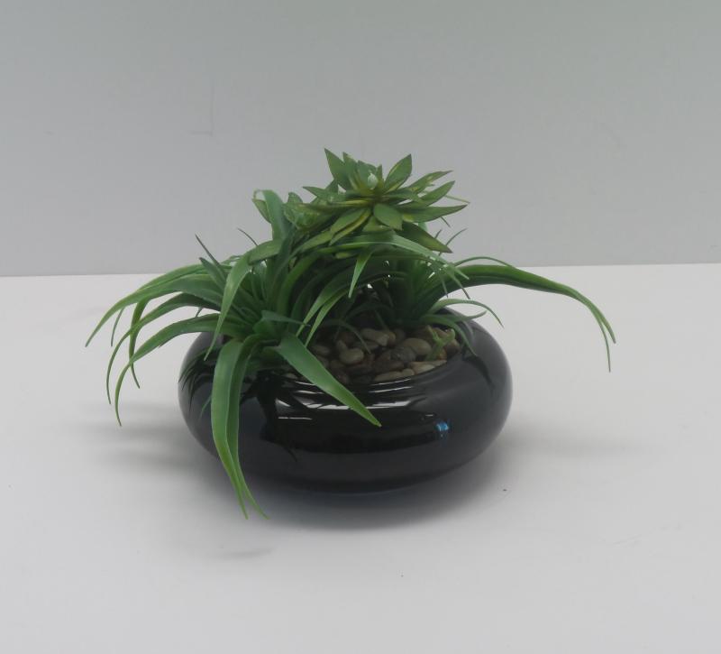 Table Plant