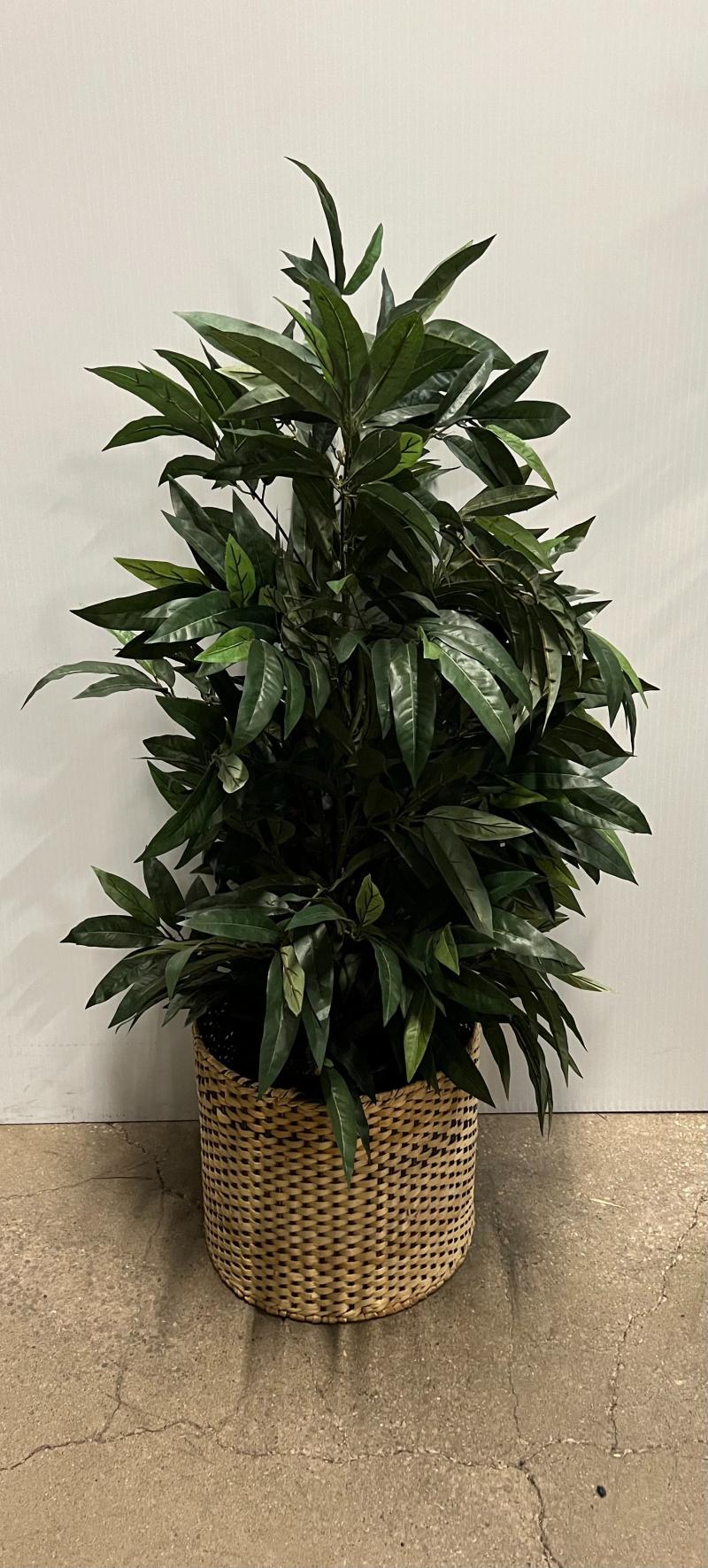 Floor Plant W/rnd. Basket Base