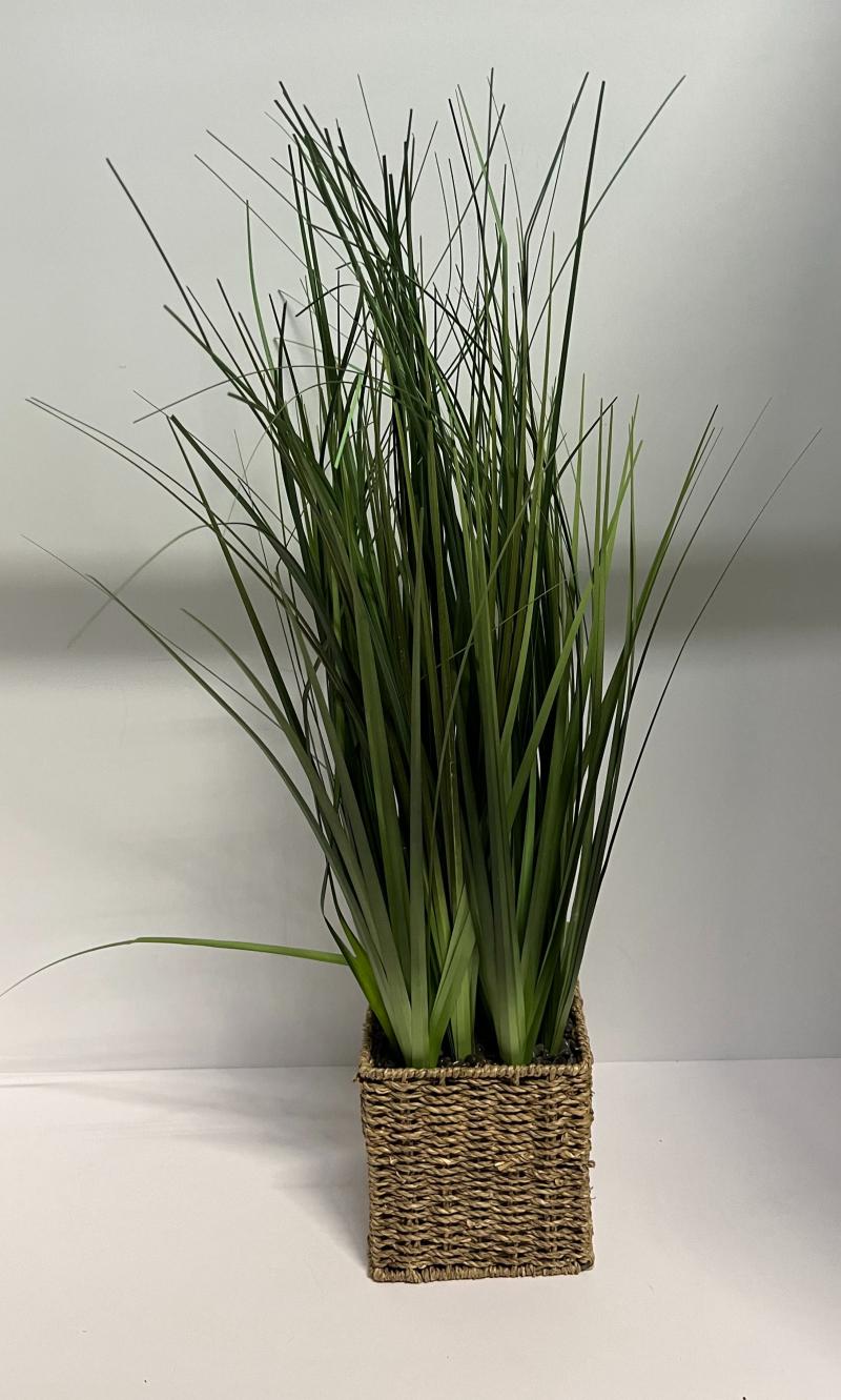 Grass Plant In Wicker