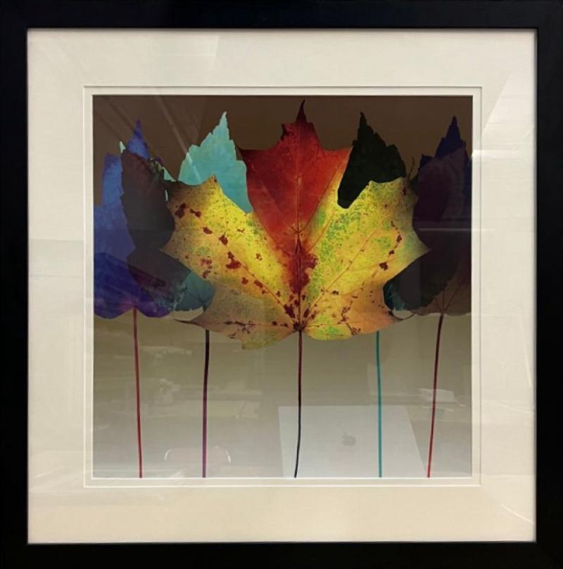 Multi Color Maple Leaves