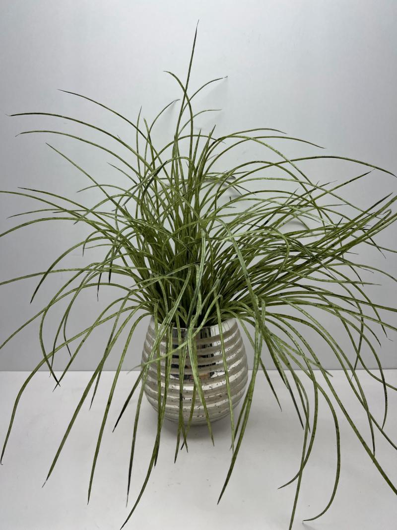 Table Plant