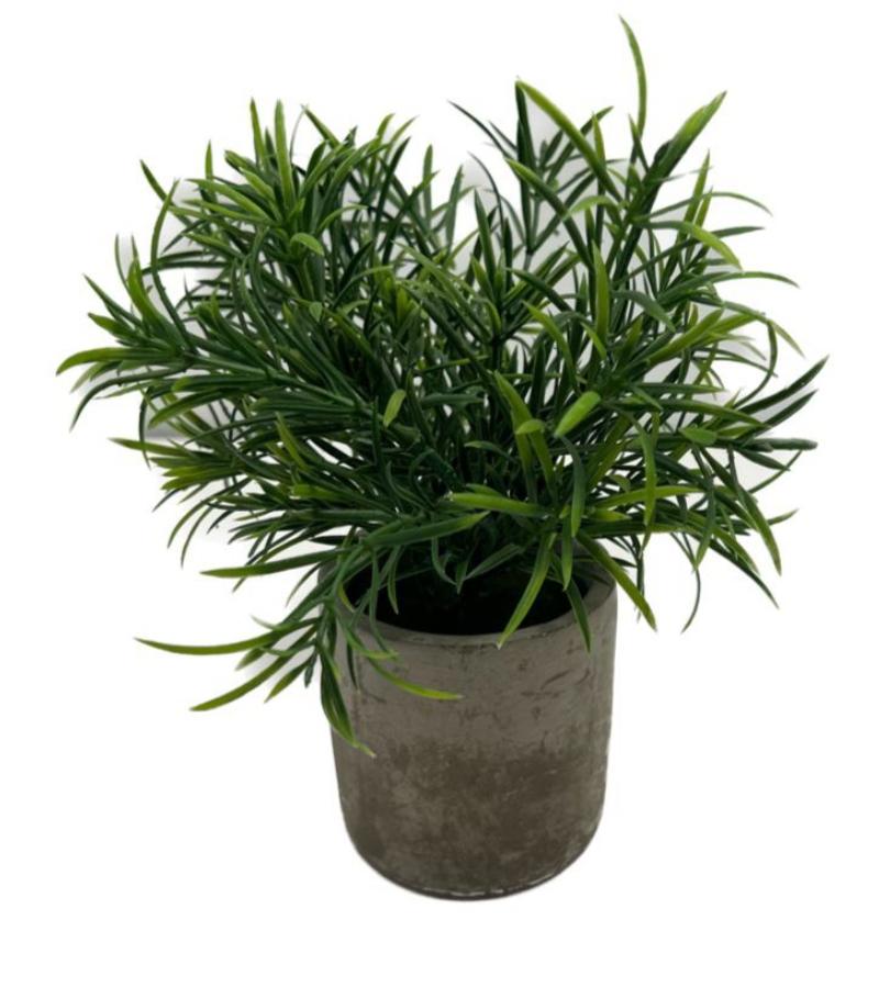 Table Plant