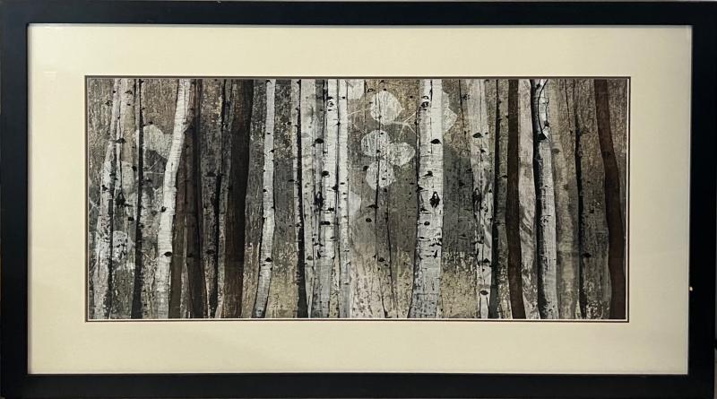 Birch Forest