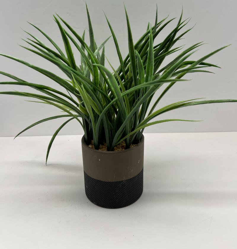 Table Plant