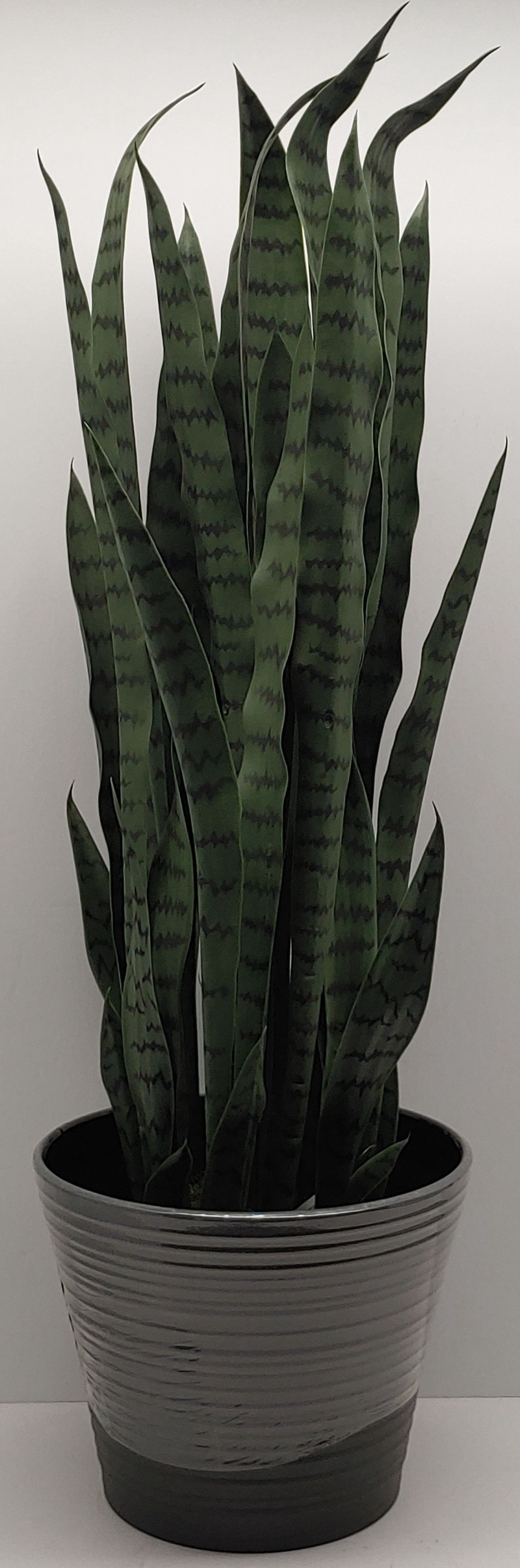 Plant In Vase