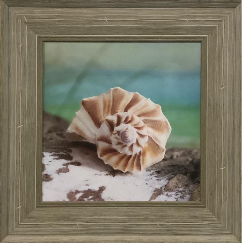 Framed Seashell