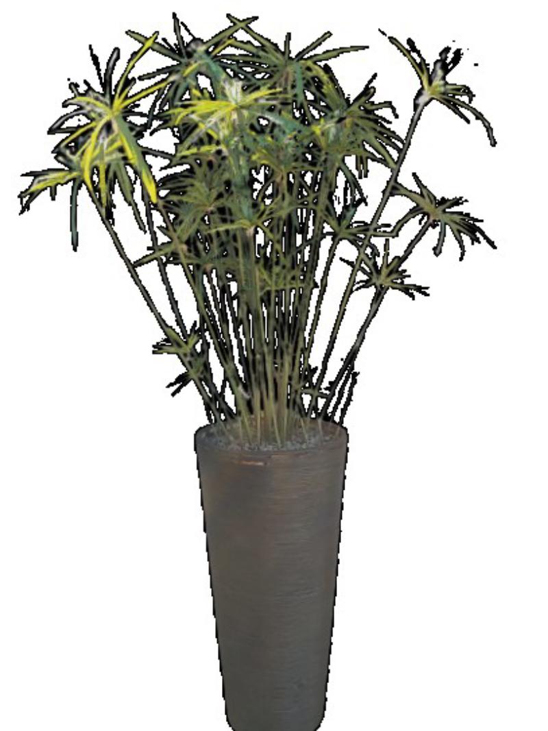 Bamboo Plant