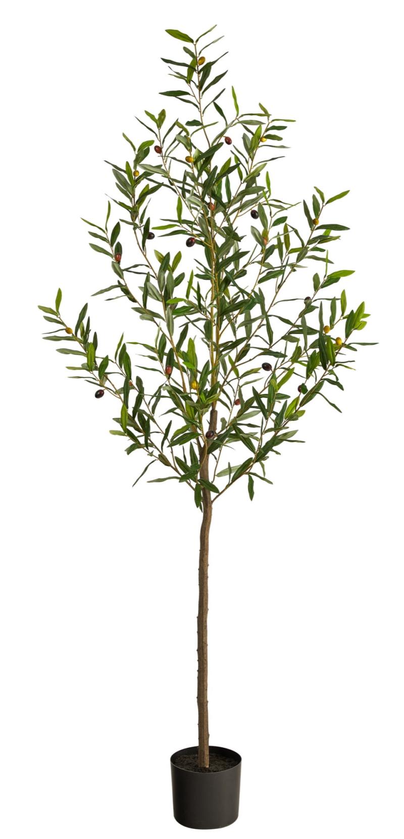 Olive Tree